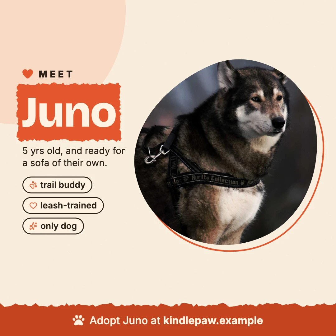 Meet Juno: a husky